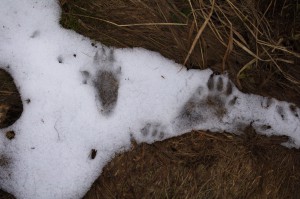 Marmota dohibernovala...